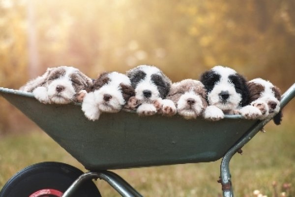 Что такое кракен в даркнете